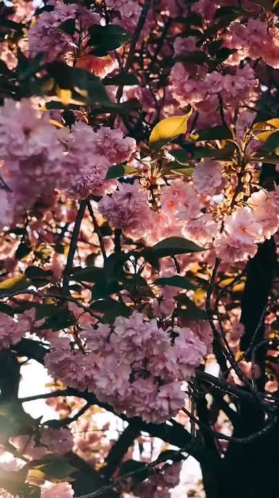 ..Пусть радует весна цветами, Лучистым солнцем за окном, Любовью, нежностью, теплом И исполнением желаний! Прогноз погоды в Днепропетровске: ночь: переменная облачность +19°С ... +13°С