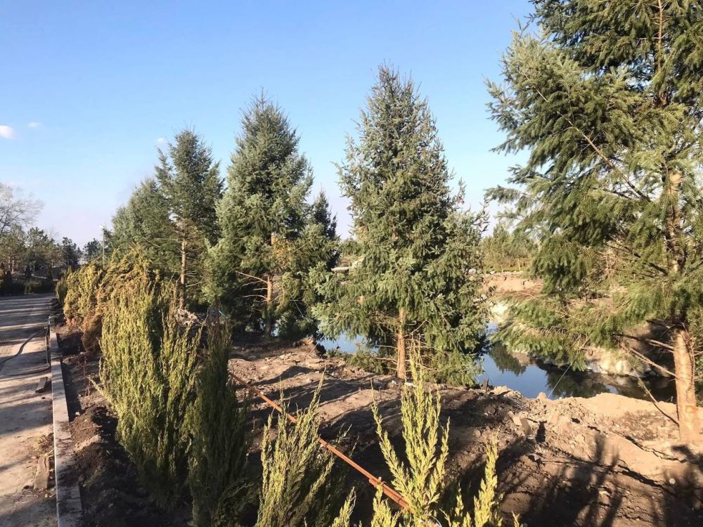В яхт-клубе на Набережной высадили хвойные деревья В яхт-клубе на Набережной высадили хвойные деревья