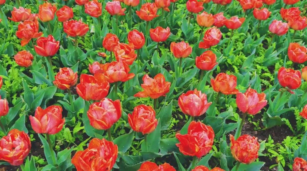 .....Парад Тюльпанов в Крыму 2025 Друзья, вы обалдеете от увиденного! В этом году Никитский ботанический сад, представляет новую экспозицию, посвященную 80-летию Победы в Великой Отечественной войне