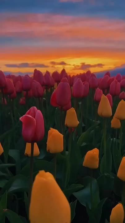 Спасибо Вам за поддержку, реакции и обратную