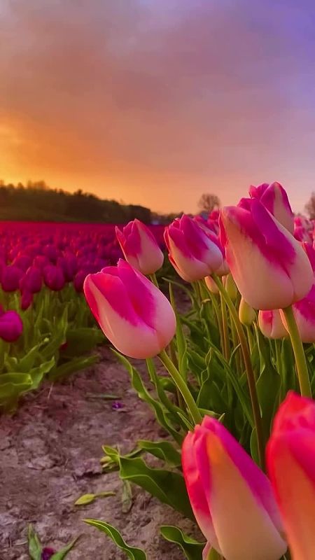 Спасибо Вам за поддержку, реакции и обратную