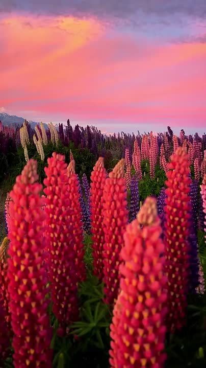 Проза жизни такова: Всё, что есть, дели на два