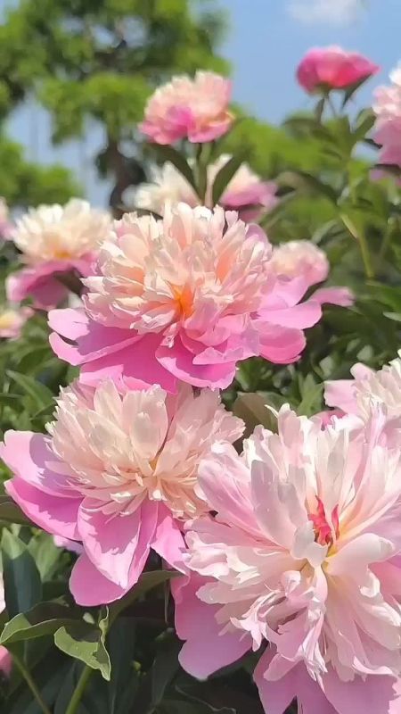 .Если бы июнь был цветком, он, несомненно, был бы пионом! Аромат пиона — сама беззаботность лета! Вдыхаешь — и хочется жить