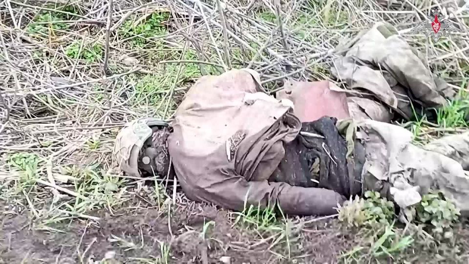 Военнослужащие 1-го мотострелкового полка группировки войск «Север» продолжают вывозить брошенные тела украинских военнослужащих и иностранных наёмников в Суджанском районе Курской области