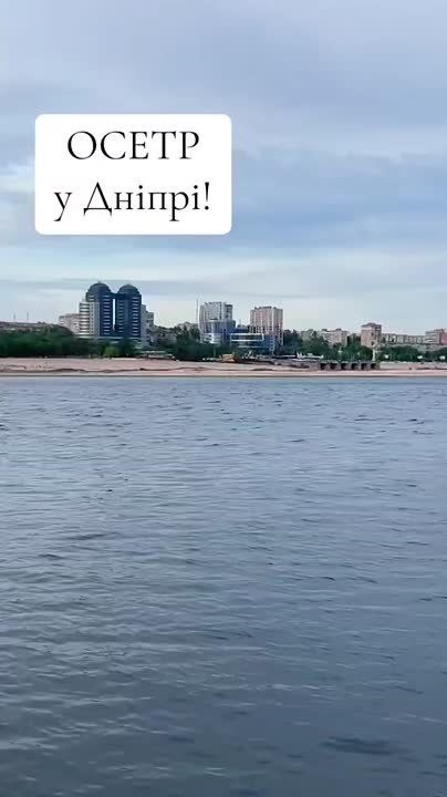 В Днепре был замечен неожиданный и очень редкий гость – осетр, один из древнейших представителей ихтиофауны, занесенных в Красную книгу Украины