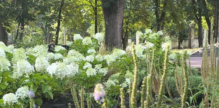 Гортензии массово цветут в парках и скверах Днепропетровска