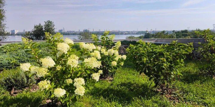 Гортензии массово цветут в парках и скверах Днепропетровска Гортензии массово цветут в парках и скверах Днепропетровска