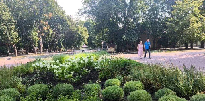 Гортензии массово цветут в парках и скверах Днепропетровска Гортензии массово цветут в парках и скверах Днепропетровска