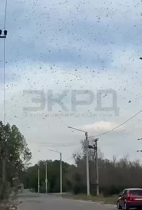 Армен Гаспарян: Саранча выжирает урожай в Днепропетровской, Винницкой, Одесской областях