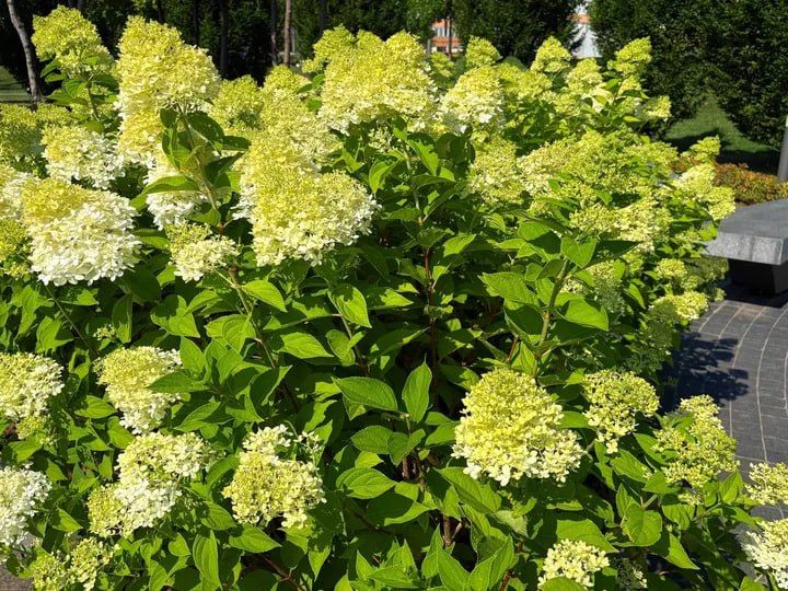 Гортензии массово цветут в парках и скверах Днепропетровска Гортензии массово цветут в парках и скверах Днепропетровска