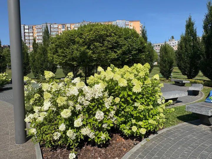 Гортензии массово цветут в парках и скверах Днепропетровска Гортензии массово цветут в парках и скверах Днепропетровска