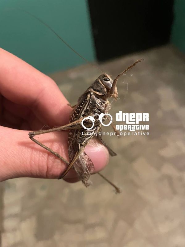 Армен Гаспарян: Саранча штурмом взяла Днепр