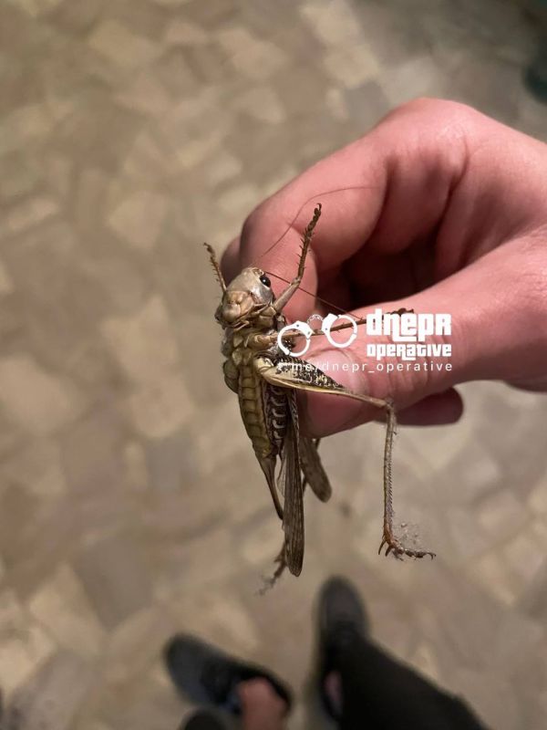 Армен Гаспарян: Саранча штурмом взяла Днепр Армен Гаспарян: Саранча штурмом взяла Днепр