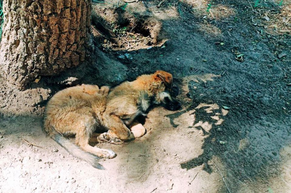 ����� � ������. ���������� �����������, ��������� ������������ ��� ������� ��������� "����"