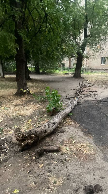 В Кривом Роге сильный ветер во время ливня повалил дерево на припаркованное авто В Кривом Роге сильный ветер во время ливня повалил дерево на припаркованное авто