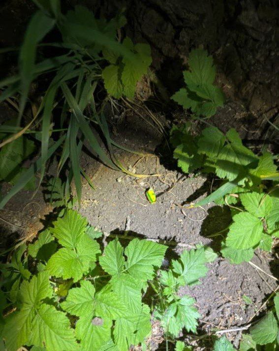 � ������ ���������� ���������� - ���������������� �������� ���� - 2025� ���������� ���������� ��������� ������ ��� ������ �� ���������� ��������� ���� ������� ����-��������� ������ ���������� ������� 1981 � 1988 �����...