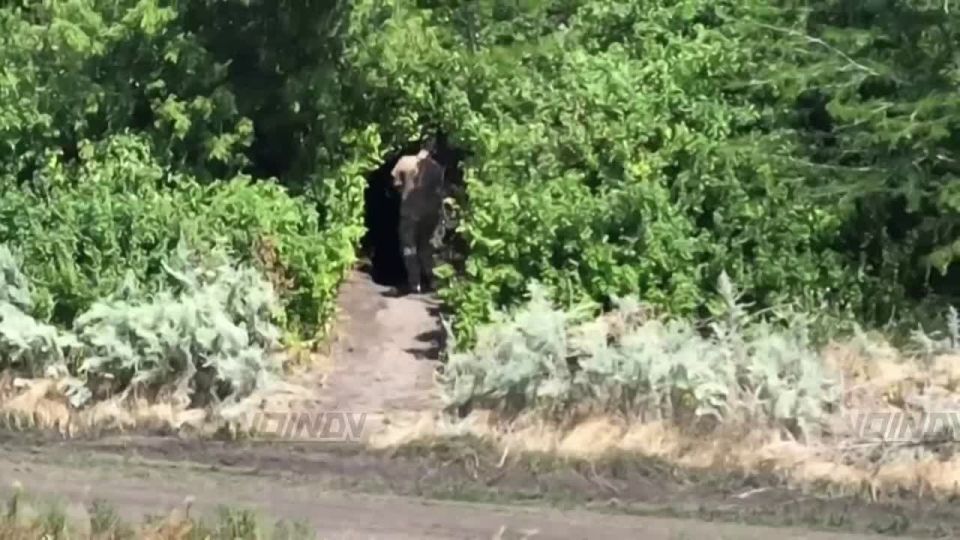 Дроноводы специального назначения группировки войск "Восток" обнаружили пункт управления БЛА противника в районе Новогеоргиевки (Днепропетровская область)
