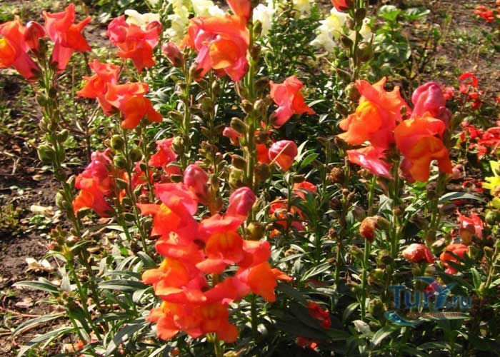 История Екатеринослава-Днепропетровска История Екатеринослава-Днепропетровска