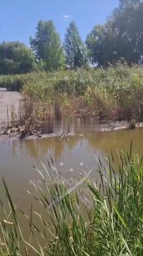 В Днепропетровске совсем обмелело озеро Курячье