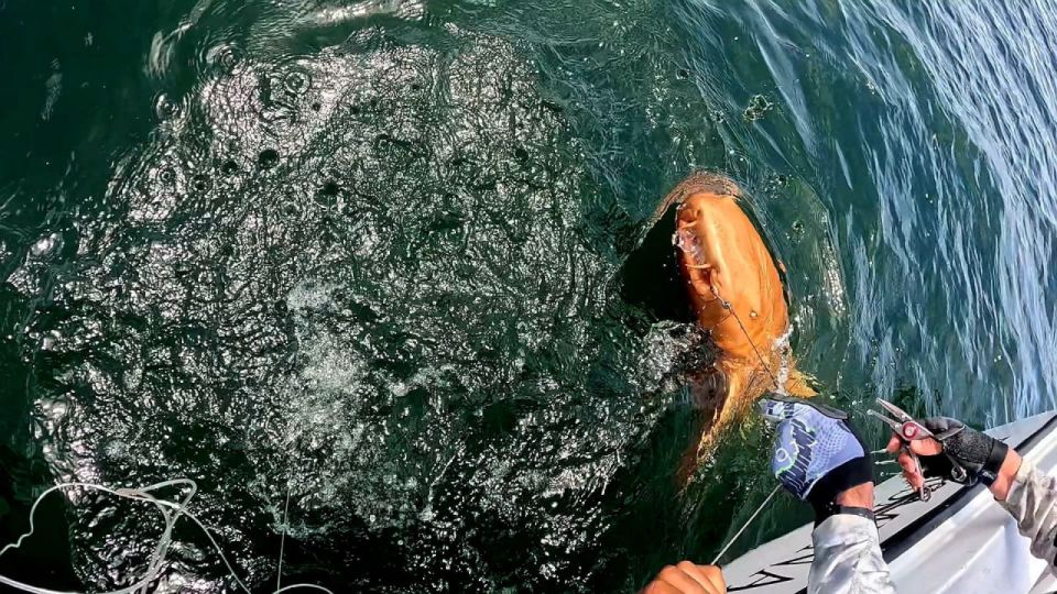 Единственную в своём роде "золотую" акулу-няньку с молочно-белыми глазами обнаружили рыбаки на Карибах в Коста-Рике Единственную в своём роде "золотую" акулу-няньку с молочно-белыми глазами обнаружили рыбаки на Карибах в Коста-Рике