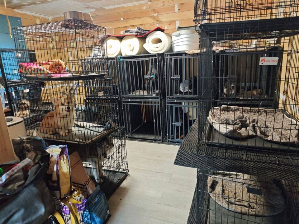 Клиенты подмосковной передержки для собак пожаловались на жестокое обращение с животными