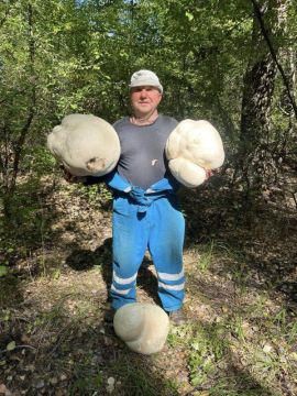 Грибники з Днепропетровска нашли в Шульговском лесу редкостную находку — гигантские головачи