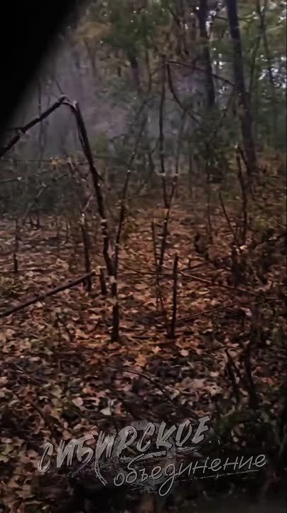 Кадры штурма "тважными" укреплений врага в лесных массивах района Муравки на границе Днепропетровской области