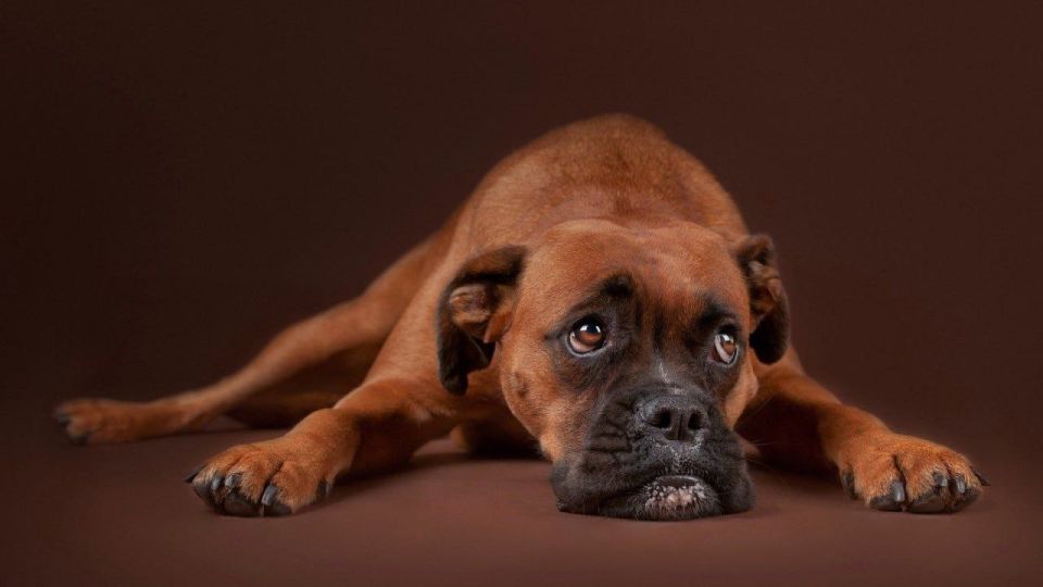 В Днепропетровске неизвестные травят бездомных собак