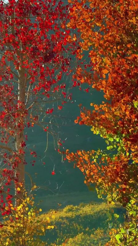 Озолотился листвы изумруд, Онемел небосклон в облаках, Разноцветной гирляндой цветут Георгины и астры в садах. Надоедливый дождик порой Паутиною мутной висит, Забавляется ветер с листвой, Поиграет и вновь улетит. А порою луч...