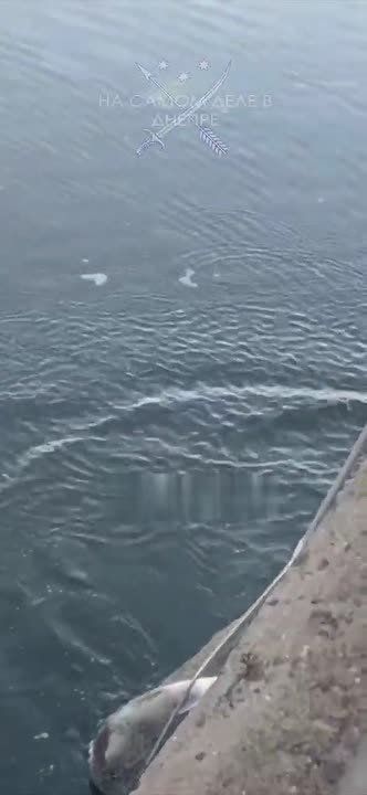 Услада для глаз рыбаков. Сегодня на Набережной Днепропетровска шикарный улов ПОДПИСАТЬСЯ