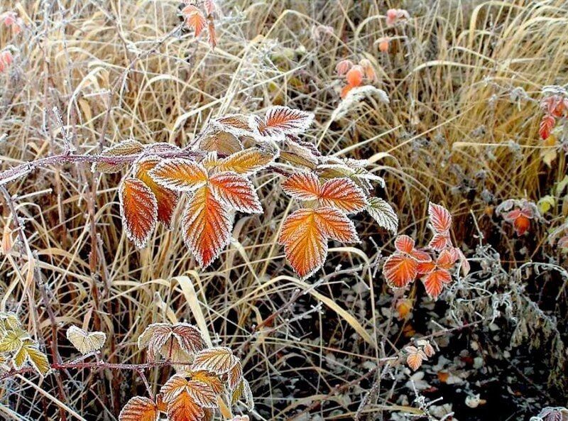 В Днепропетровске и области будут ночные заморозки