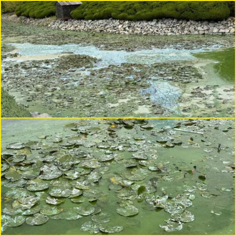 Ядовитая вода возле яхт-клуба «Сич», – сообщают местные СМИ