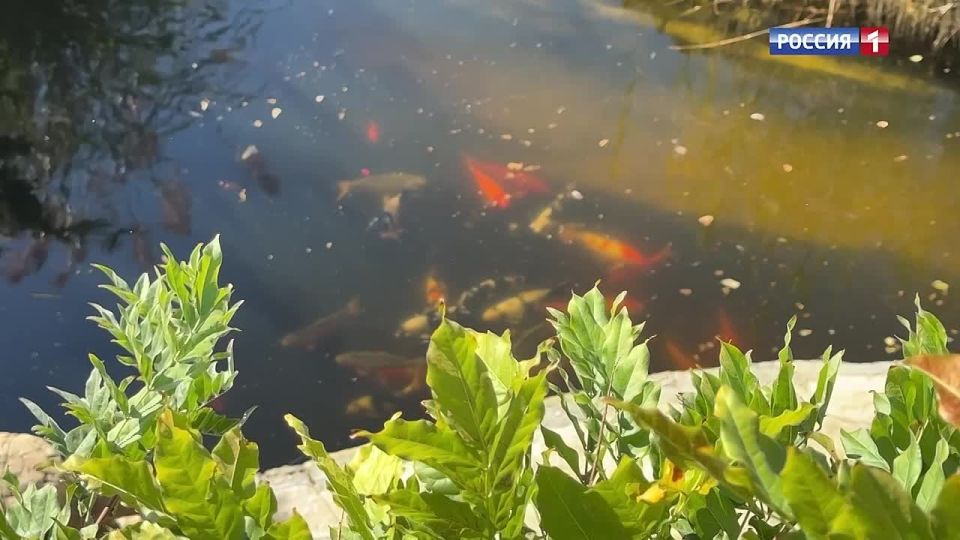 Григорий Вдовин: НУЖНА ВАША ПОМОЩЬ!. Васильевка