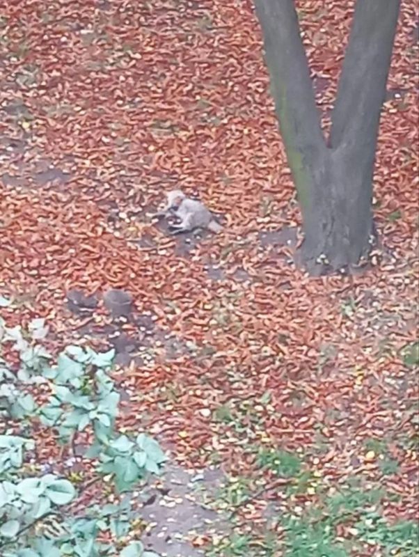 Ситуация с массовым отравлением кошек и собак получает огласку в поселке Шахтерском Днепропетровской области Ситуация с массовым отравлением кошек и собак получает огласку в поселке Шахтерском Днепропетровской области