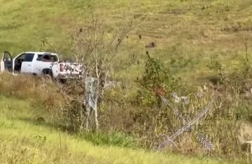 Макаки атакуют. После аварии в американском штате Пенсильвания из грузовика сбежали макаки, заражённые гепатитом C, герпесом и коронавирусом