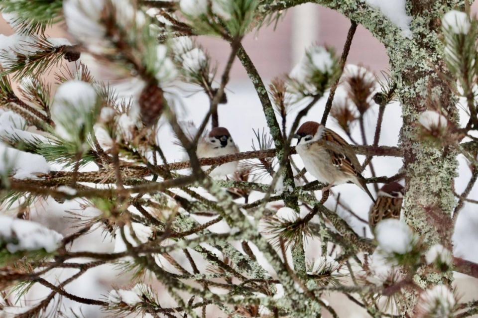 �������� �������: ������ ������ ��� �� ������ ������