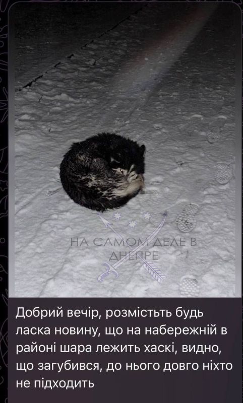 Днепровский Хатико. Жители областного центра описали в соцсетях грустную историю