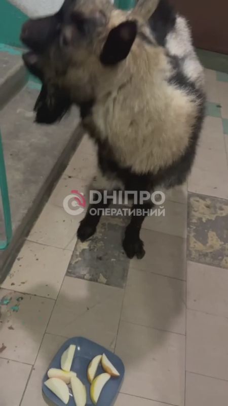 #�������_���_�����������: "�� �������� � ��������! �� ��������� � ���������!"