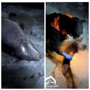 Недалеко от села Каменское в акватории Азовского моря во льдах оказались зажаты азовки — редкие китообразные, обитающие только в этом регионе