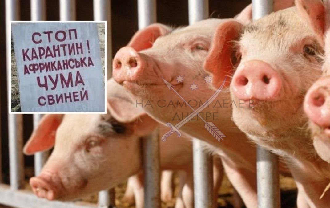 В Новомосковском районе Днепропетровской области зафиксирована вспышка африканской чумы свиней (АЧС)