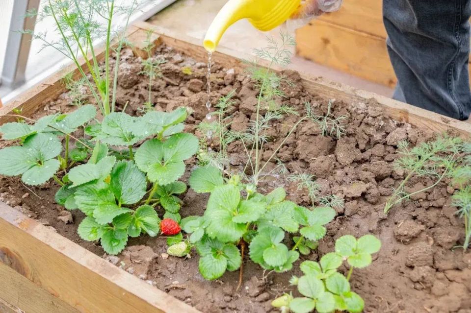 Михаил Развожаев: Ученики севастопольских агроклассов начали весенние работы в теплицах Михаил Развожаев: Ученики севастопольских агроклассов начали весенние работы в теплицах