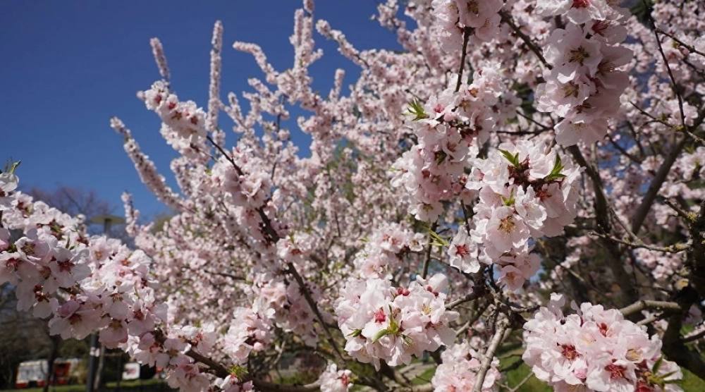 Что посмотреть туристам в Крыму в апреле 2026 года Что посмотреть туристам в Крыму в апреле 2026 года