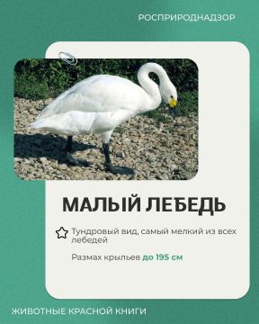 Продолжаем рубрику «Животные Красной книги»