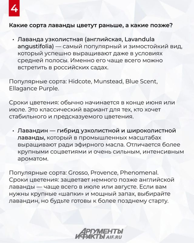 Когда цветет лаванда в 2026 году в России? Когда цветет лаванда в 2026 году в России?