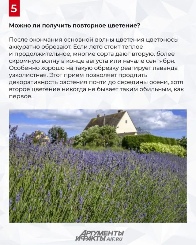Когда цветет лаванда в 2026 году в России? Когда цветет лаванда в 2026 году в России?