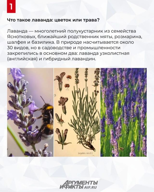 Когда цветет лаванда в 2026 году в России? Когда цветет лаванда в 2026 году в России?