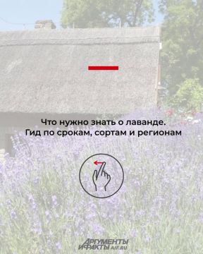 Когда цветет лаванда в 2026 году в России?