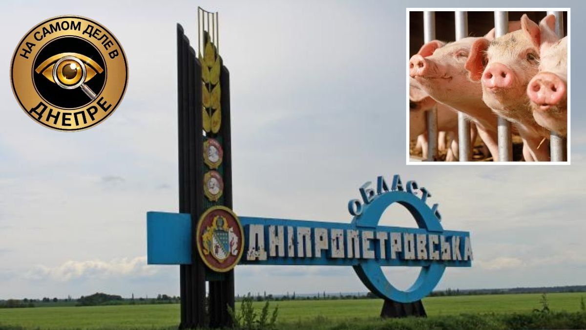 В Криворожском районе Днепропетровской области был зафиксирован новый всплеск африканской чумы свиней