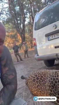 В Днепропетровской области ТЦКшники почему-то не стали мобилизовать мужчину, который выгуливал в лесу леопарда
