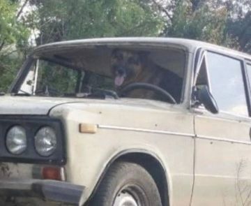Пьяный водитель посадил за руль собаку и попытался свалить на нее вину за ДТП